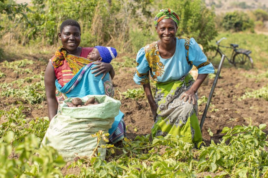 Marita and Eluby gathering their potato crop in Malawi - Action on Poverty