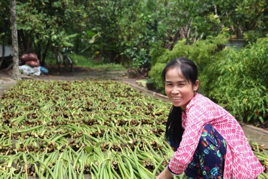 Luyen drying her water hyacinth