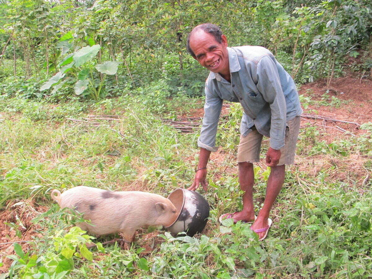 Timorese man smiling at camera while feeding his pig