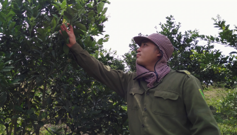 Mr Ho Ba Luan picks fruit from an orange tree