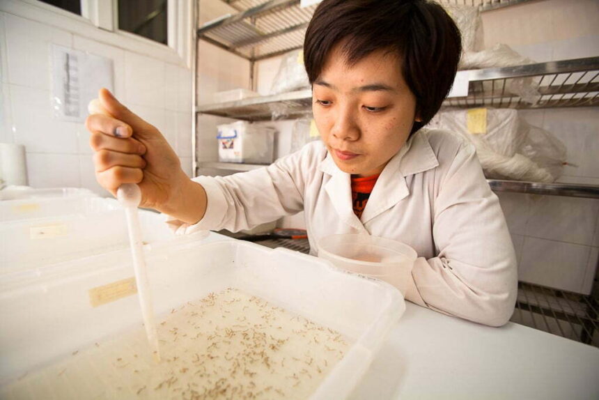 Scientist working with mosquitoes in a laboratory